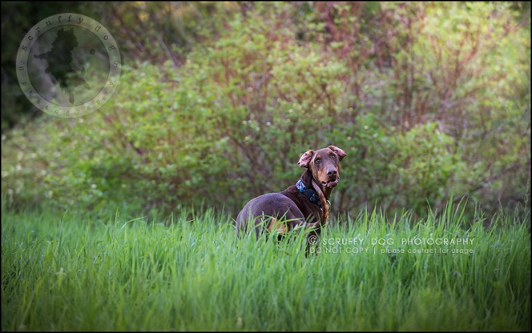 12_guelph_ontario_pet_photographer_best_dog_reese hunsberger-130