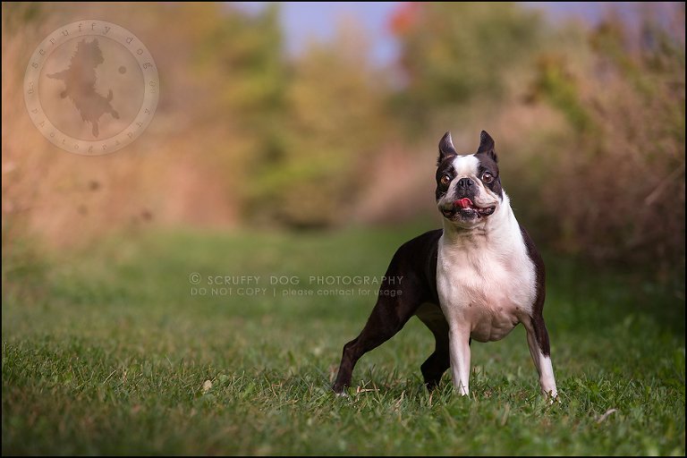 12_kitchener_ontario_pet_photographer_best_dog_princess dot carroll-218