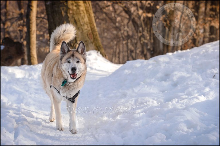 12_toronto_ontario_dog_stock_photography_grace zoe carr-323