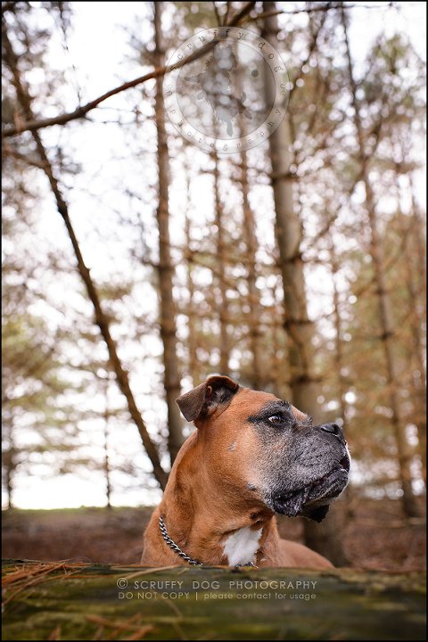 13-brampton-ontario-best-professional-dog-photographer-moose rocket-680