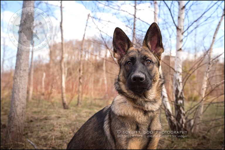 13-toronto-ontario-best-professional-pet-photographer-blitz zelda baker-273