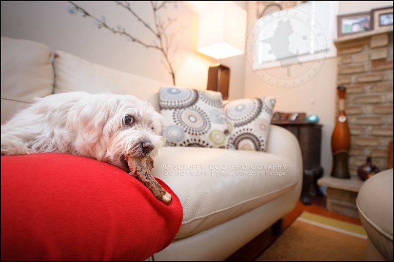 13-toronto-ontario-best-professional-pet-photographer-mika bobby worton-628