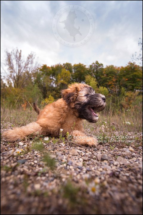 13-toronto-ontario-best-professional-pet-photographer-milford giza-129