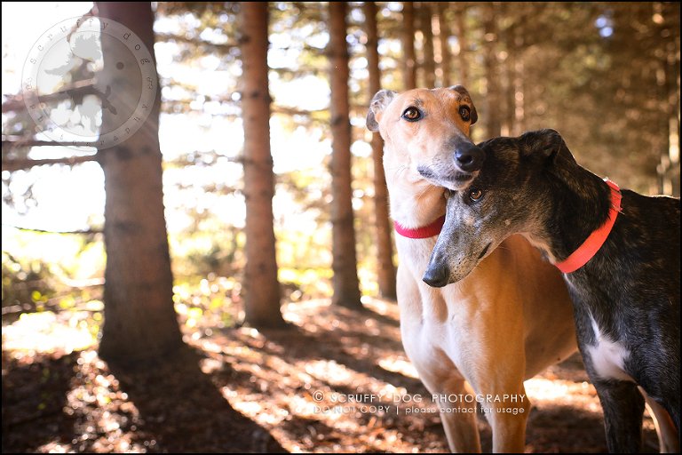 13-toronto-ontario-professional--dog-photographer-lucy poppy real-548