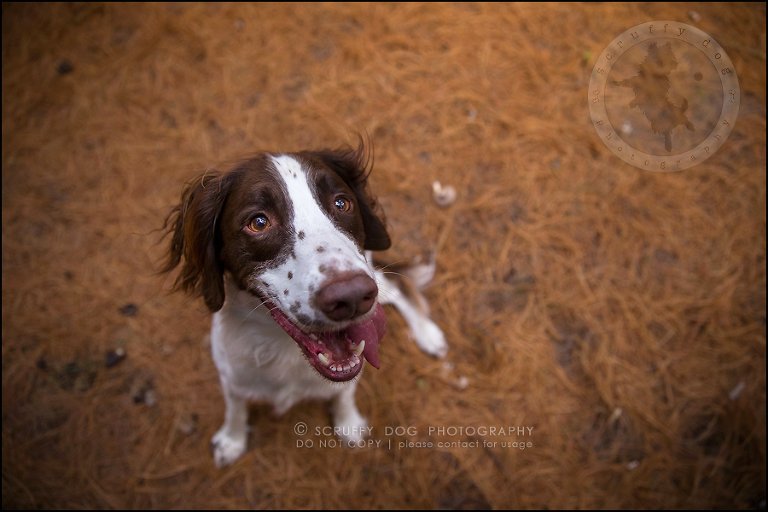 13-toronto-ontario-professional-pet-dog-photographer-jake boucher-821