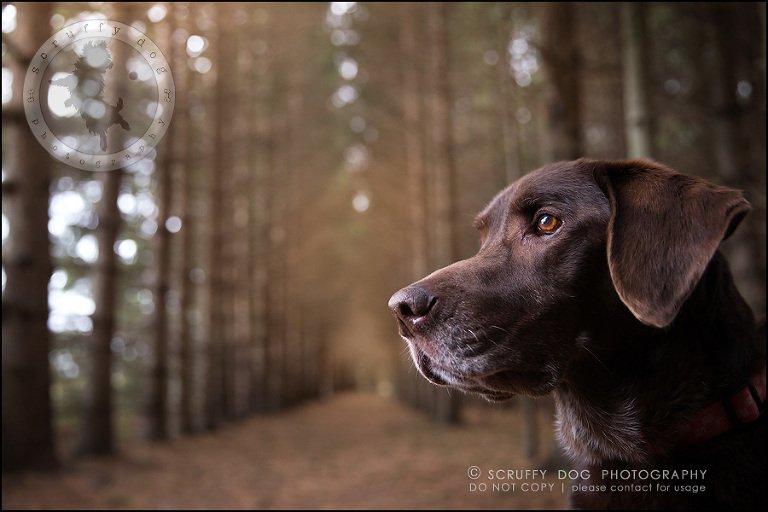 13-waterloo-ontario-best-professional-dog-photographer-max shoup-201