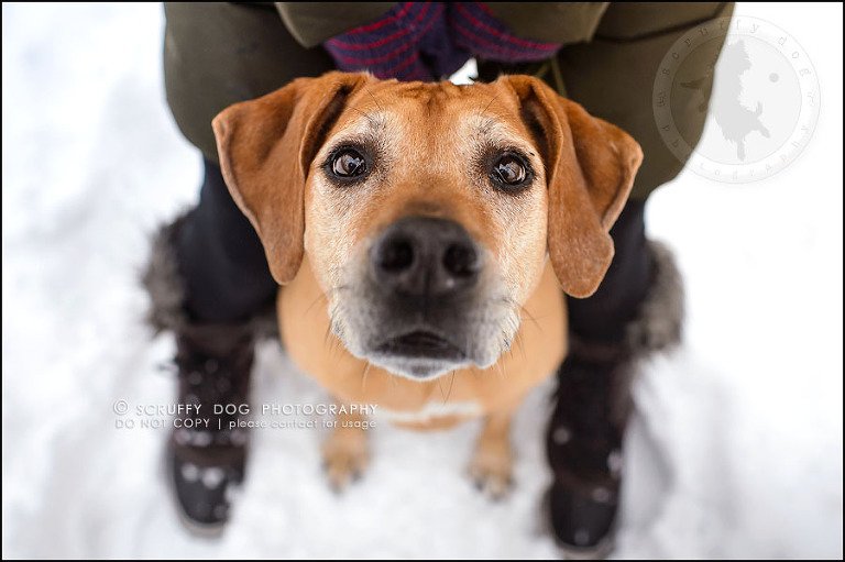 13-waterloo-ontario-professional--dog-photographer-best-makeda slinger-288