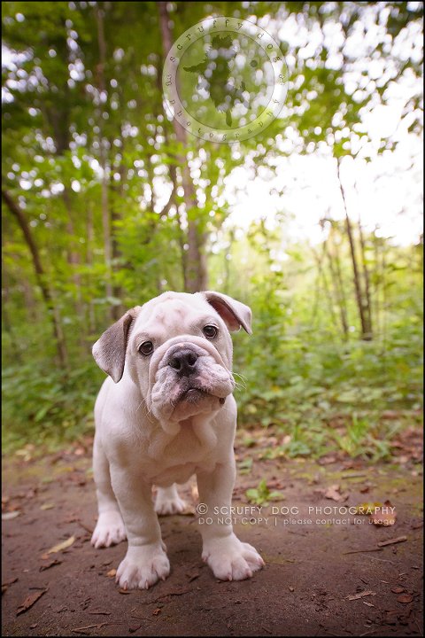 13_guelph_ontario_pet_photographer_best_dog_oliver eleanor fleming-196