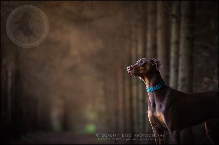 13_guelph_ontario_pet_photographer_best_dog_reese hunsberger-376