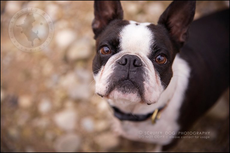 13_kitchener_ontario_pet_photographer_best_dog_princess dot carroll-510