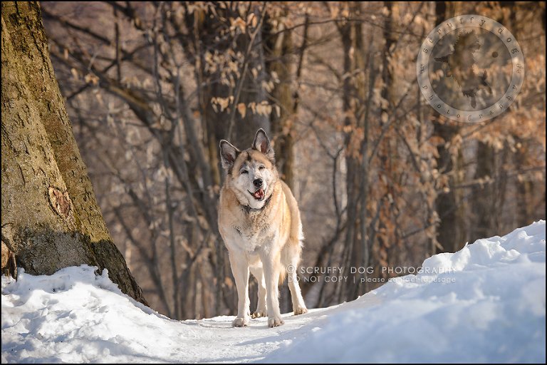 13_toronto_ontario_dog_stock_photography_grace zoe carr-365