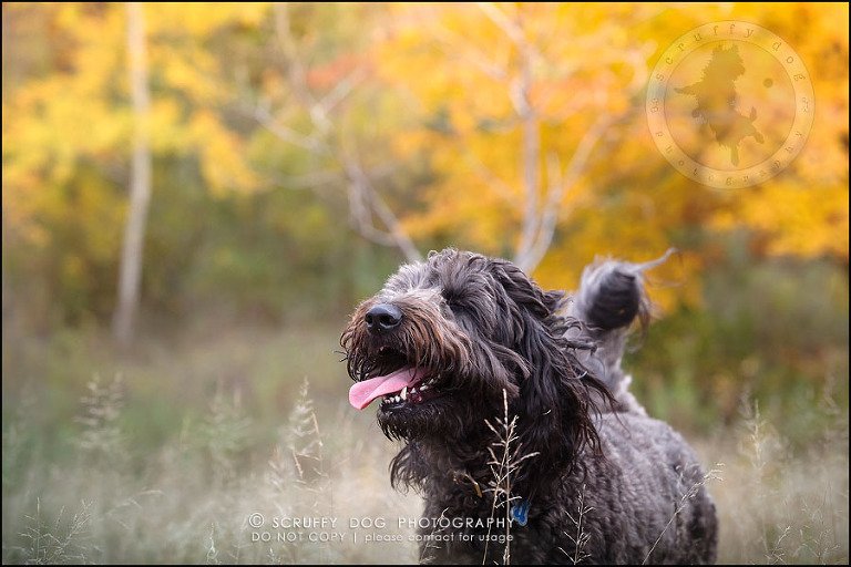 13_waterloo_ontario_best_pet_photographer_murphy odonovan-416