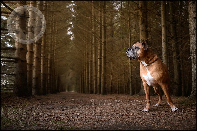 14-brampton-ontario-best-professional-dog-photographer-moose rocket-781