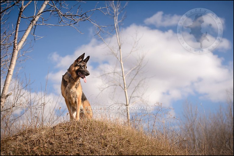 14-toronto-ontario-best-professional-pet-photographer-blitz zelda baker-284