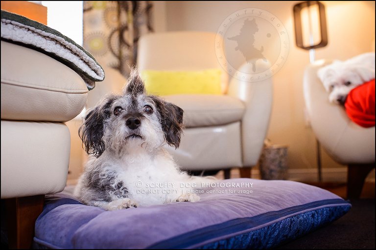 14-toronto-ontario-best-professional-pet-photographer-mika bobby worton-1111