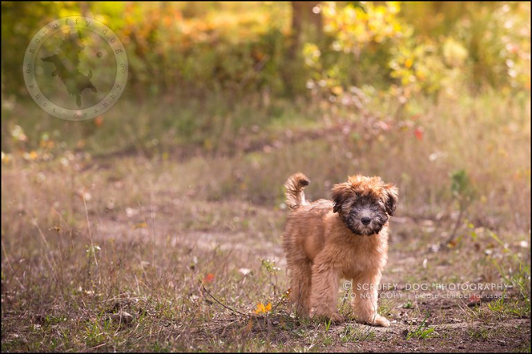 14-toronto-ontario-best-professional-pet-photographer-milford giza-188