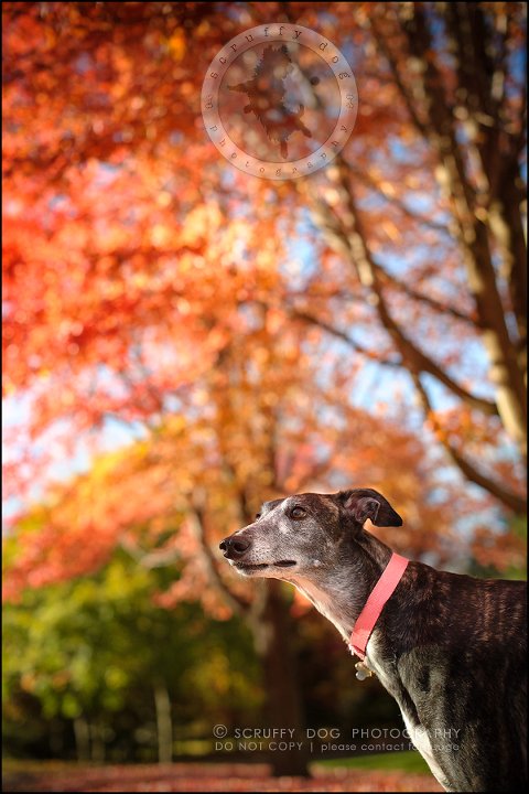 14-toronto-ontario-professional--dog-photographer-lucy poppy real-378