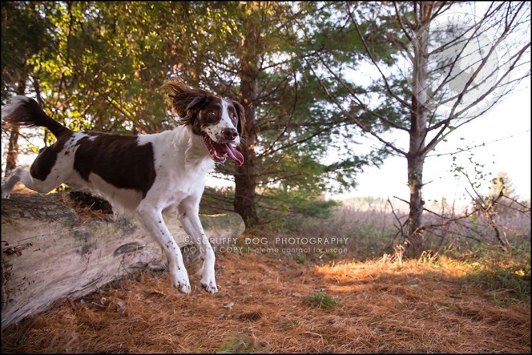 14-toronto-ontario-professional-pet-dog-photographer-jake boucher-497