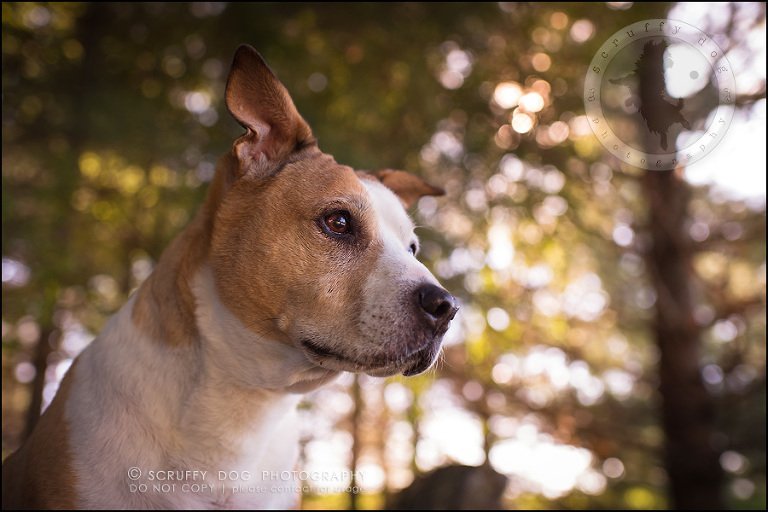 14-toronto-ontario-professional-pet-photographer-jade perry-156
