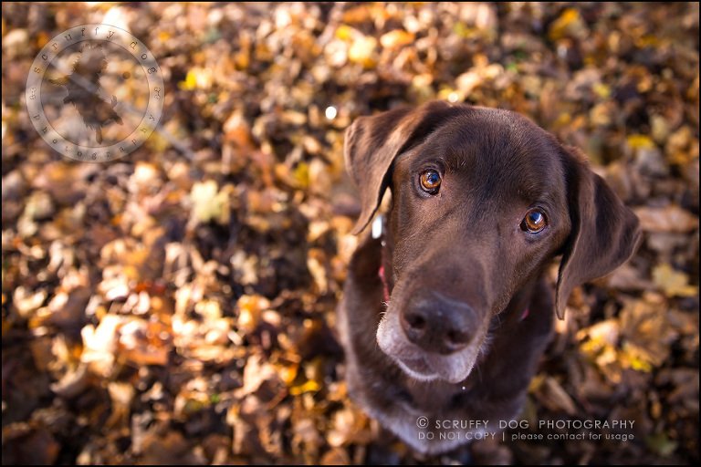 14-waterloo-ontario-best-professional-dog-photographer-max shoup-83