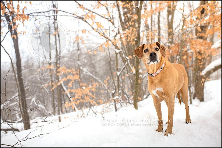 14-waterloo-ontario-professional--dog-photographer-best-makeda slinger-239