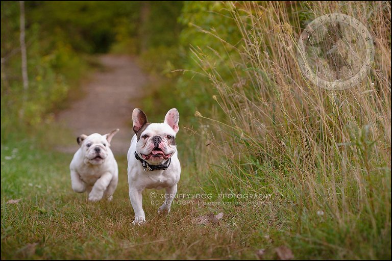 14_guelph_ontario_pet_photographer_best_dog_oliver eleanor fleming-337
