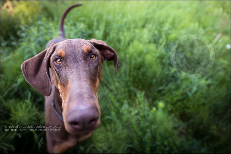 14_guelph_ontario_pet_photographer_best_dog_reese hunsberger-86