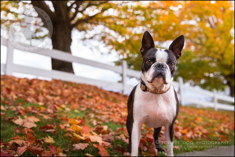 14_kitchener_ontario_pet_photographer_best_dog_princess dot carroll-25