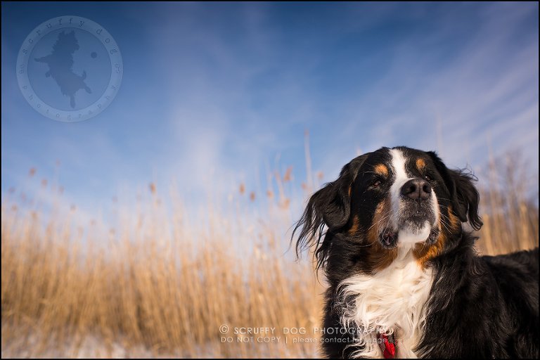 14_toronto_ontario_dog_stock_photography_grace zoe carr-513