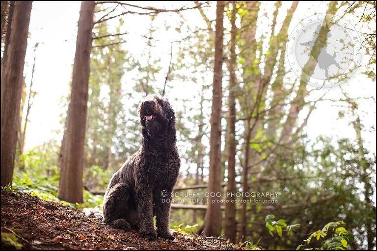 14_waterloo_ontario_best_pet_photographer_murphy odonovan-442