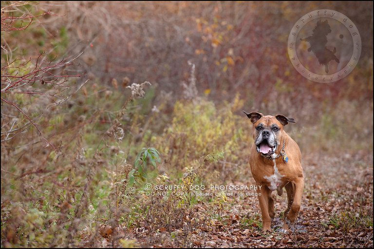 15-brampton-ontario-best-professional-dog-photographer-moose rocket-330
