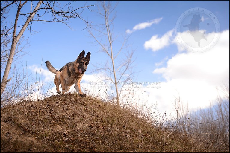 15-toronto-ontario-best-professional-pet-photographer-blitz zelda baker-324