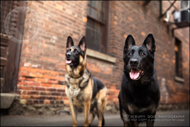 15-toronto-ontario-best-professional-pet-photographer-maya blitz-1218