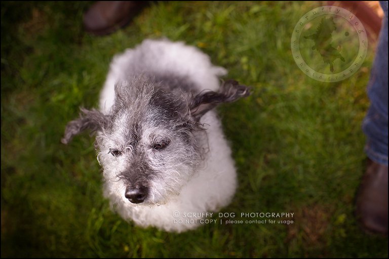 15-toronto-ontario-best-professional-pet-photographer-mika bobby worton-1141