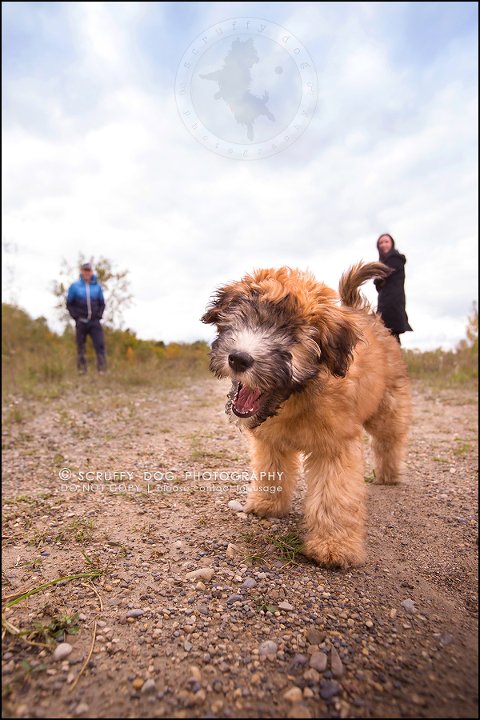 15-toronto-ontario-best-professional-pet-photographer-milford giza-142
