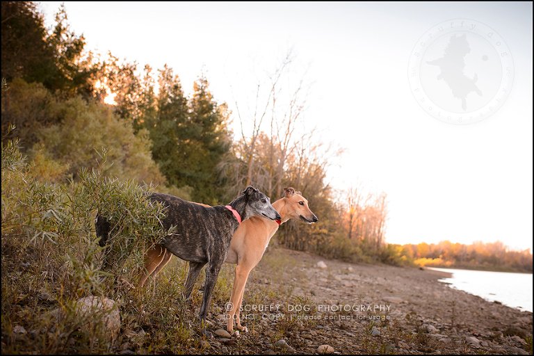 15-toronto-ontario-professional--dog-photographer-lucy poppy real-563