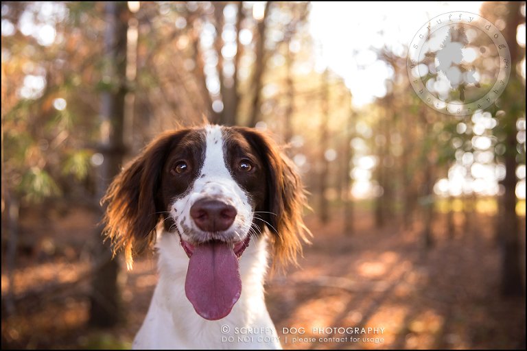 15-toronto-ontario-professional-pet-dog-photographer-jake boucher-439