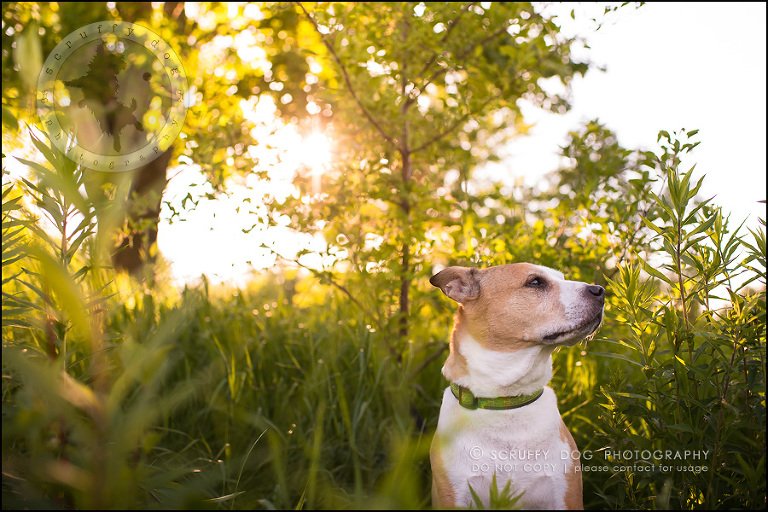 15-toronto-ontario-professional-pet-photographer-jade perry-510