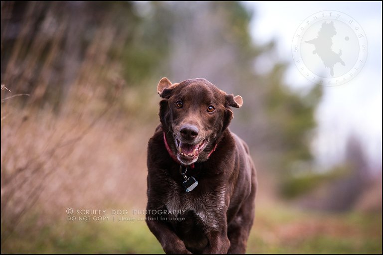 15-waterloo-ontario-best-professional-dog-photographer-max shoup-304
