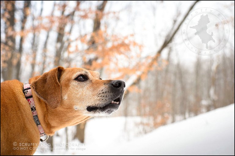 15-waterloo-ontario-professional--dog-photographer-best-makeda slinger-251
