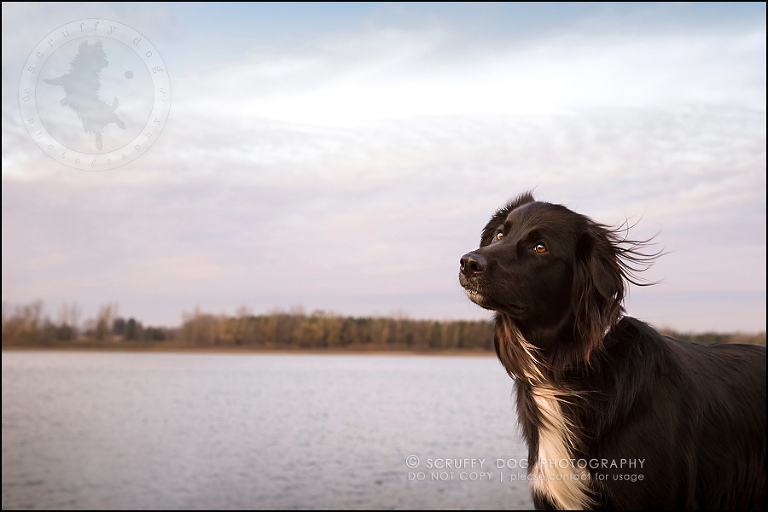 15-waterloo-ontario-professional-dog-photographer-hudson manning-812-Edit