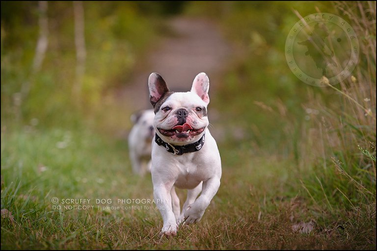 15_guelph_ontario_pet_photographer_best_dog_oliver eleanor fleming-367