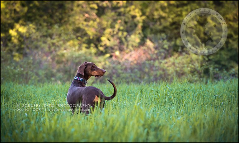 15_guelph_ontario_pet_photographer_best_dog_reese hunsberger-162