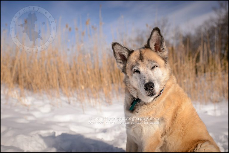 15_toronto_ontario_dog_stock_photography_grace zoe carr-527-Edit