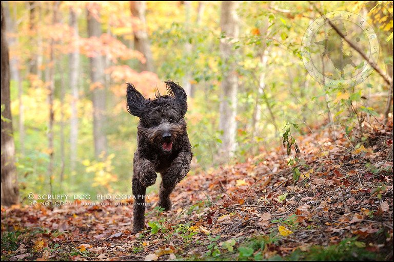 15_waterloo_ontario_best_pet_photographer_murphy odonovan-460