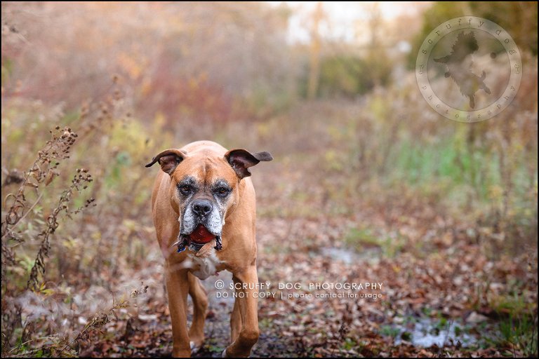 16-brampton-ontario-best-professional-dog-photographer-moose rocket-273