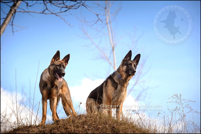 16-toronto-ontario-best-professional-pet-photographer-blitz zelda baker-363