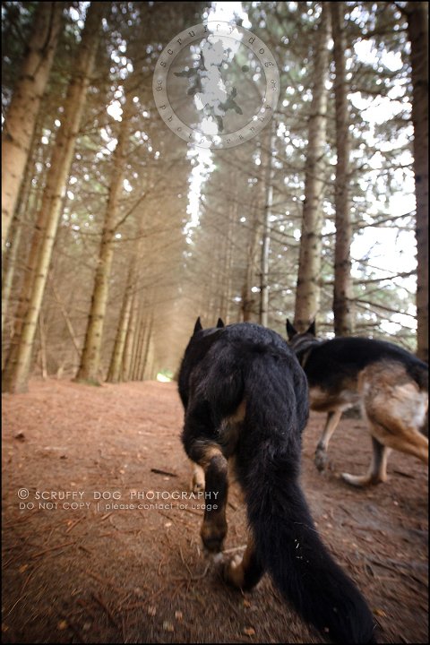 16-toronto-ontario-best-professional-pet-photographer-maya blitz-652