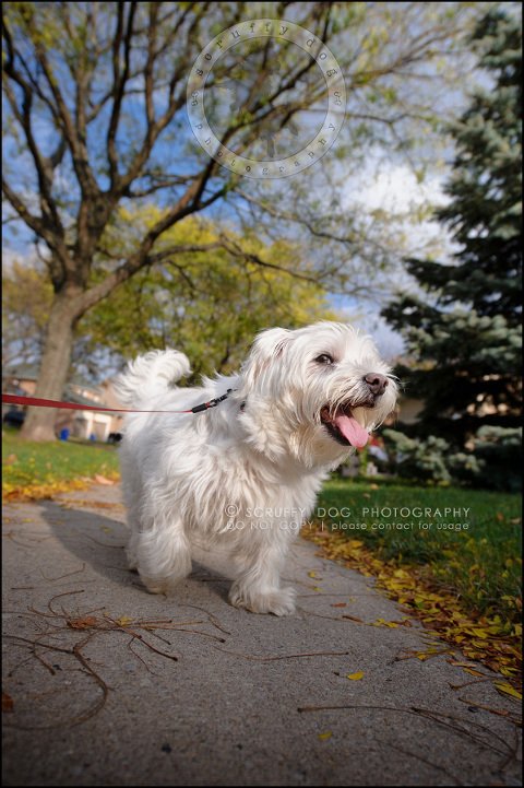 16-toronto-ontario-best-professional-pet-photographer-mika bobby worton-766