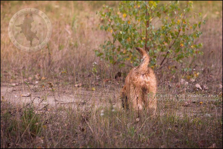 16-toronto-ontario-best-professional-pet-photographer-milford giza-149